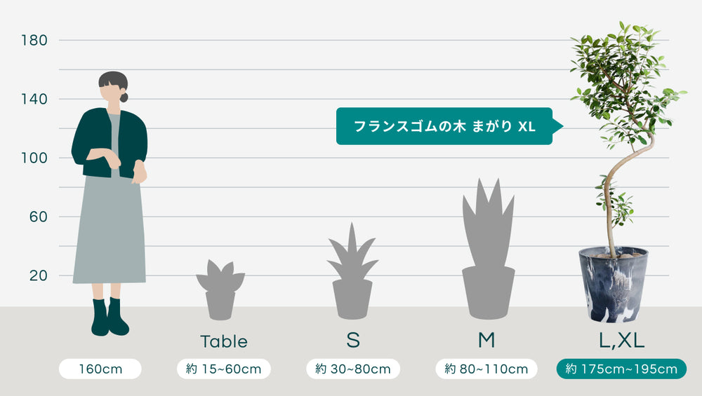 フランスゴムの木 まがり  XL【首都圏限定】  (樹脂ポット ブラックマーブル)のサイズ