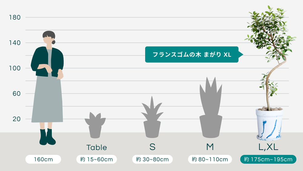 フランスゴムの木 まがり  XL【首都圏限定】  (アーバンプランツポット マーブルミルク)のサイズ