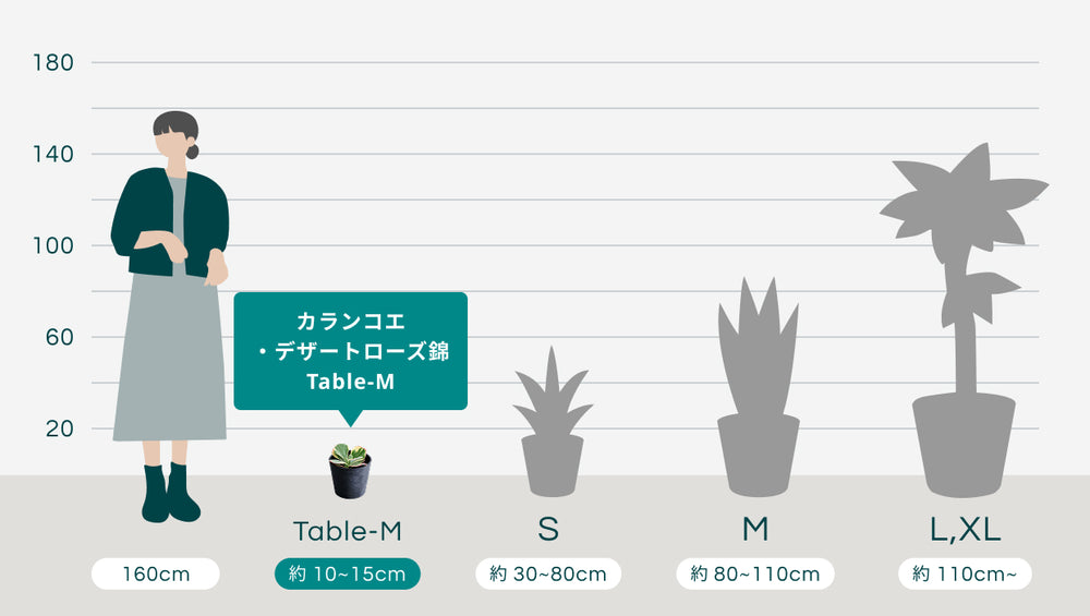 カランコエ・デザートローズ錦 Table-M　のサイズ
