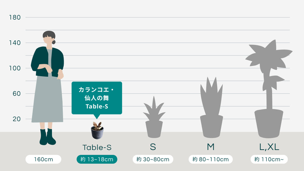 カランコエ・仙人の舞 Table-Sのサイズ