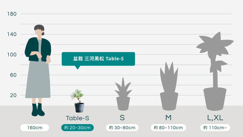 盆栽  三河黒松  Table-Sのサイズ