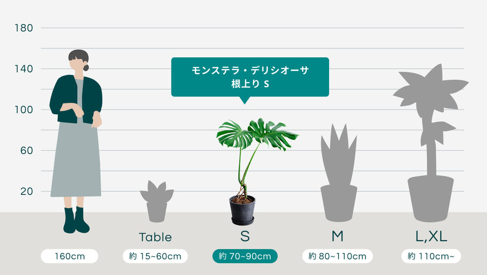 モンステラ・デリシオーサ 根上り Sのサイズ