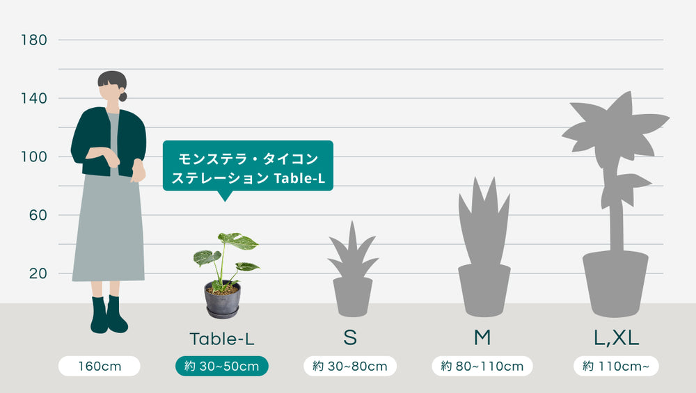 モンステラ・タイコンステレーション Table-Lのサイズ