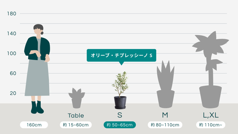 オリーブ・チプレッシーノ Sのサイズ