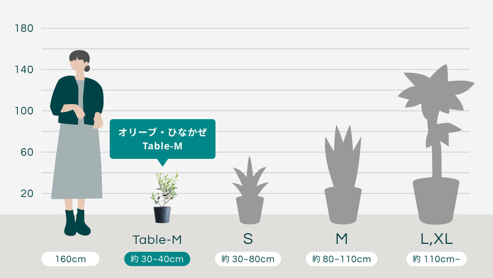 オリーブ・ひなかぜ Table-Mのサイズ