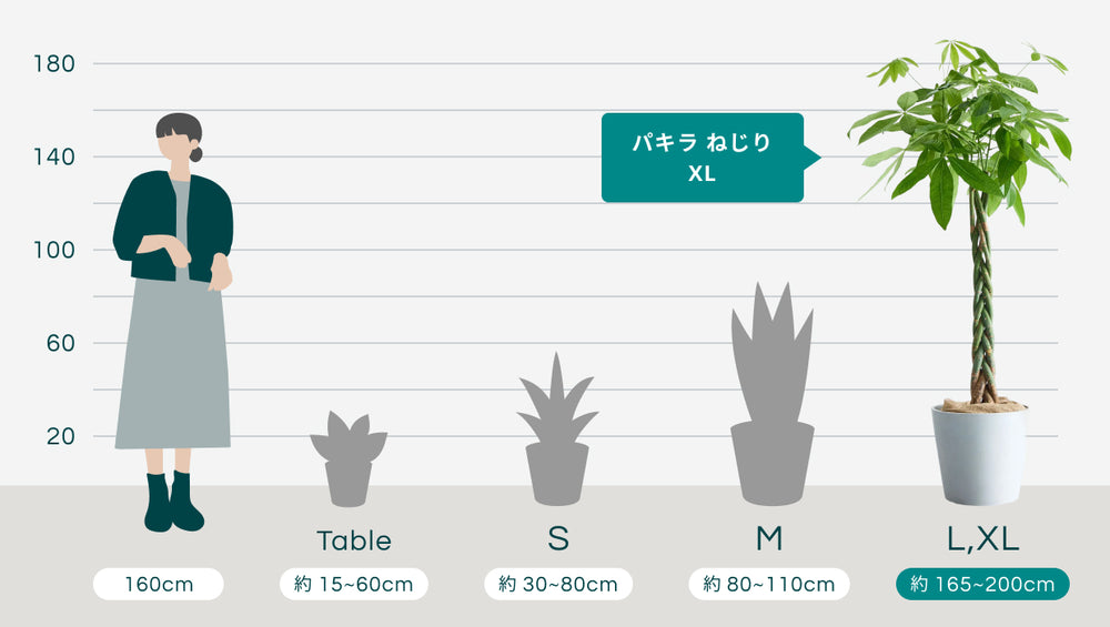パキラ ねじり XL 【首都圏限定】のサイズ