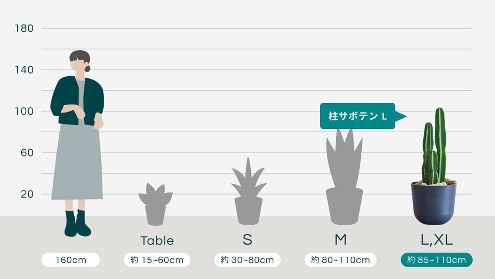 柱サボテン Lのサイズ
