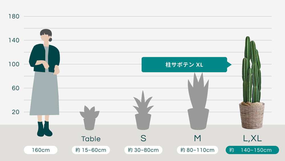 柱サボテン XL【全国発送可能】(バナナリーフバスケット ブラウン)のサイズ