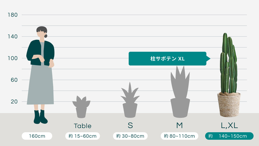 柱サボテン XL【全国発送可能】(バナナリーフバスケット ナチュラル)のサイズ
