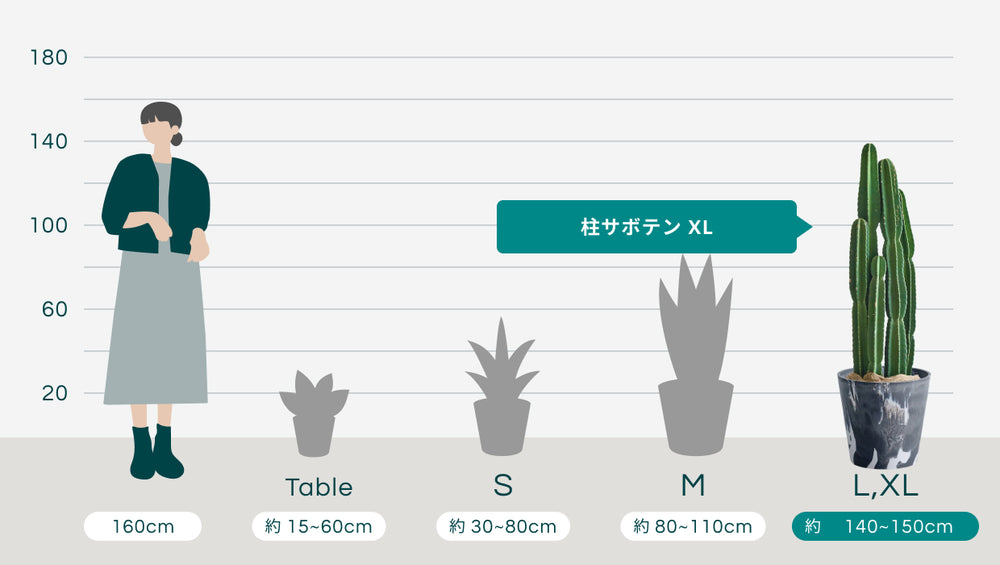 柱サボテン XL【全国発送可能】(樹脂ポット ブラックマーブル)のサイズ