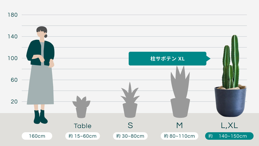 柱サボテン XL 【全国発送可能】のサイズ