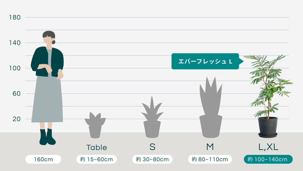 エバーフレッシュ Lのサイズ
