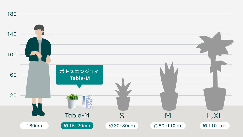 【SOW 体験ギフト】王道ギフトセット（ポトスエンジョイ Table-M）のサイズ