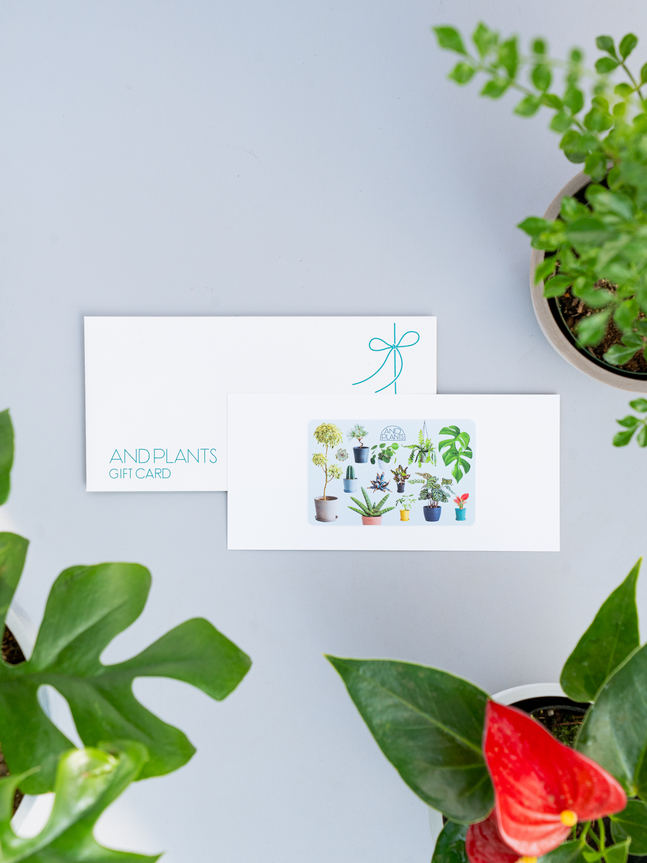 【観葉植物ギフトカード】Plants Gift Card 11000