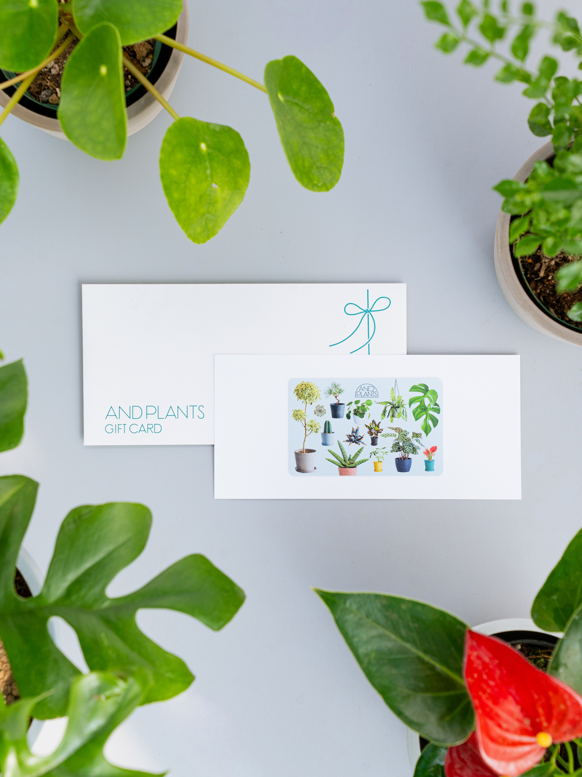 【観葉植物ギフトカード】Plants Gift Card 22000