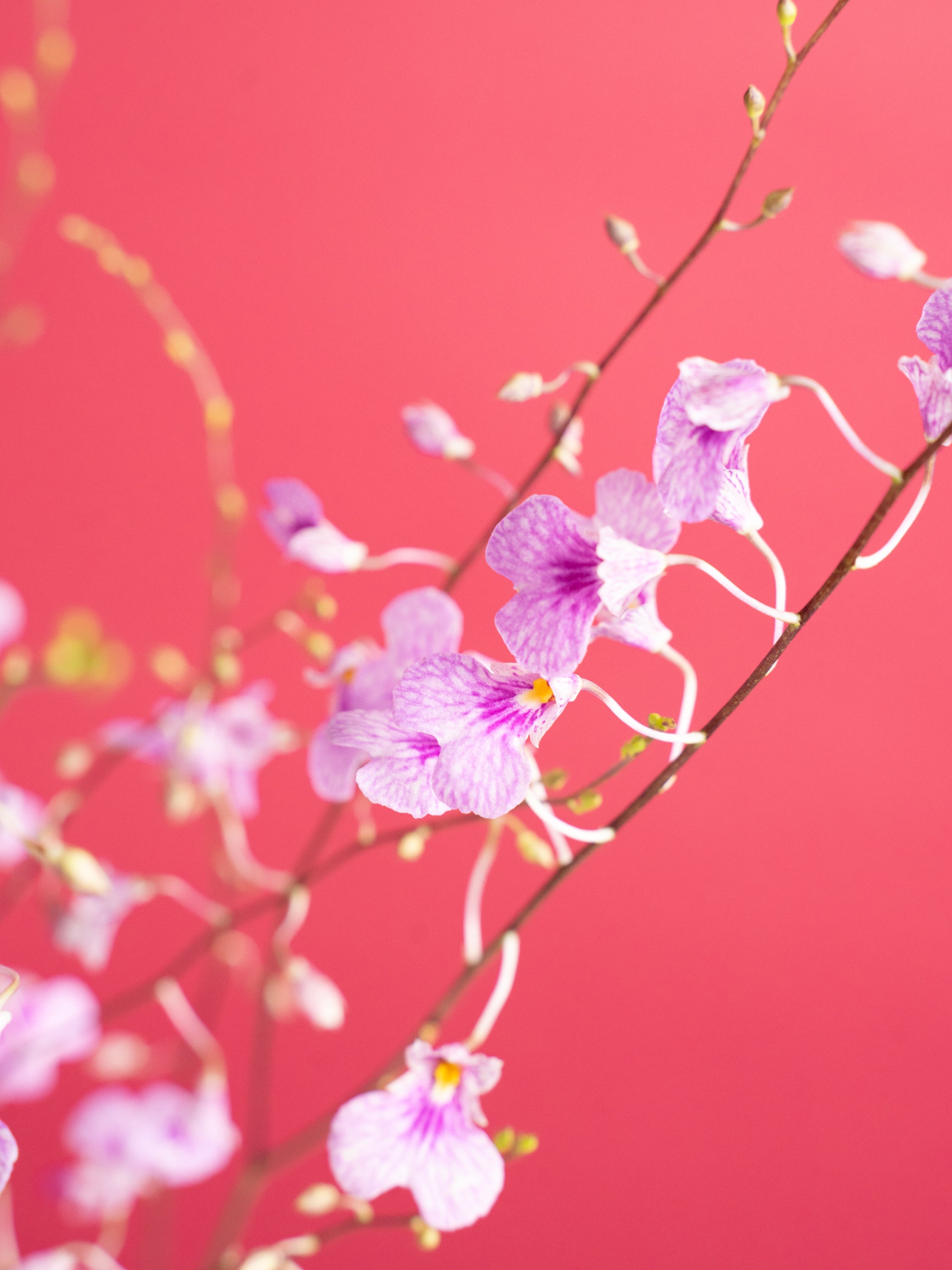 【8/16〜8/19到着】まるで星屑みたい！イオノシジウム・ももちゃん