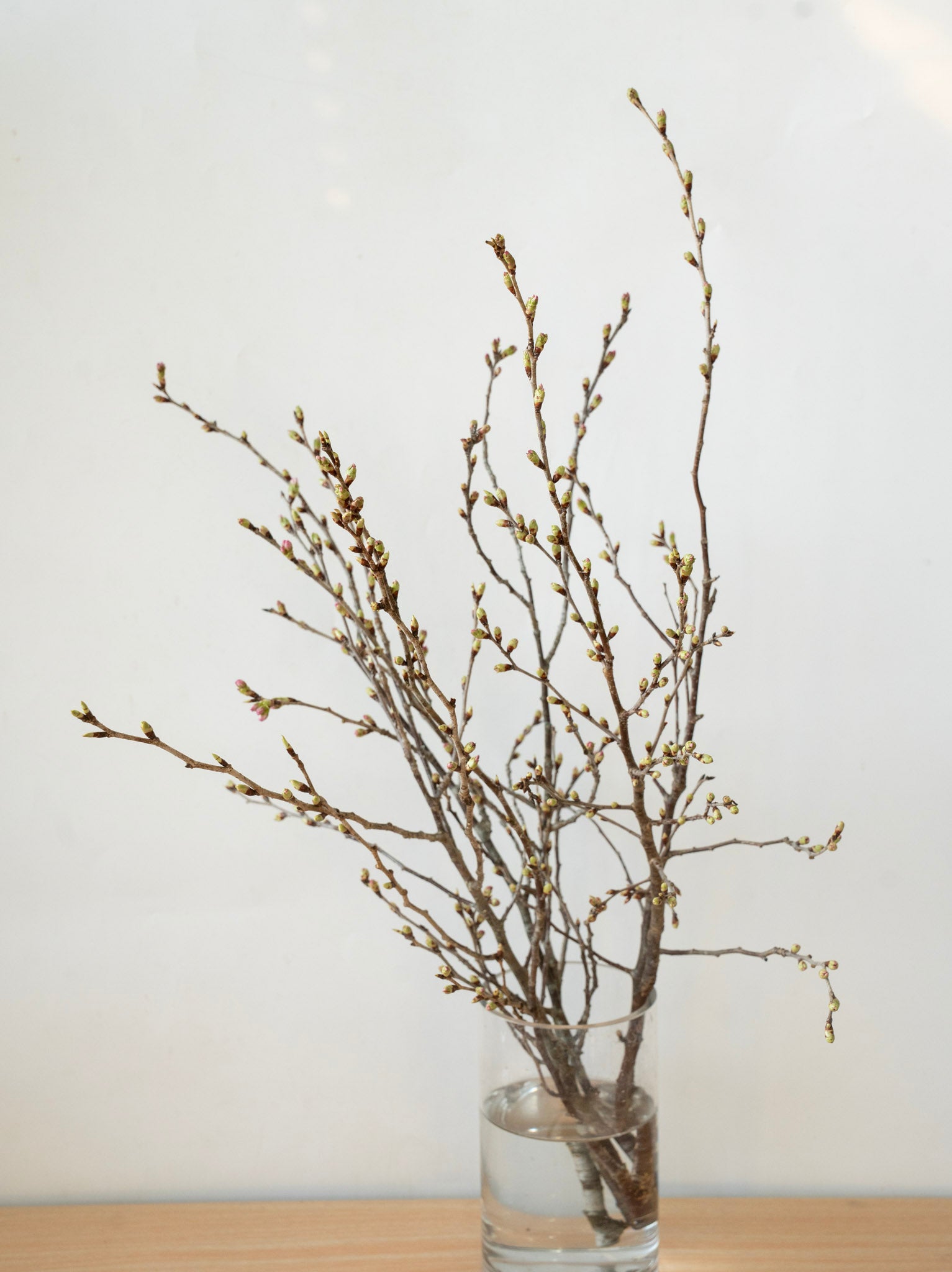 【2/20〜2/24到着】東海桜