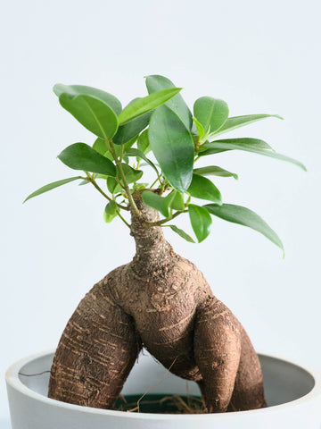 ガジュマル Table-M