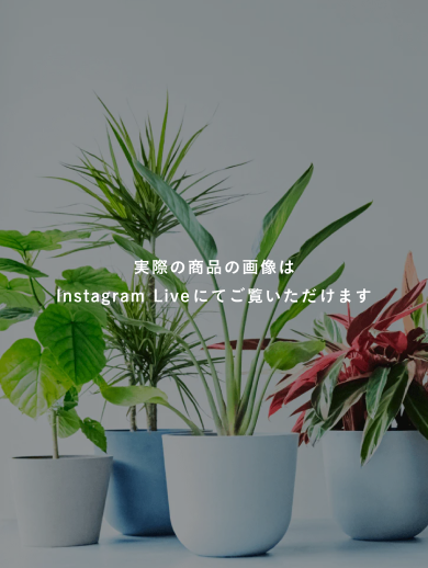 【ライブ一点もの】エバーフレッシュ 逸品 baby（受皿なし）#樹形ランダム
