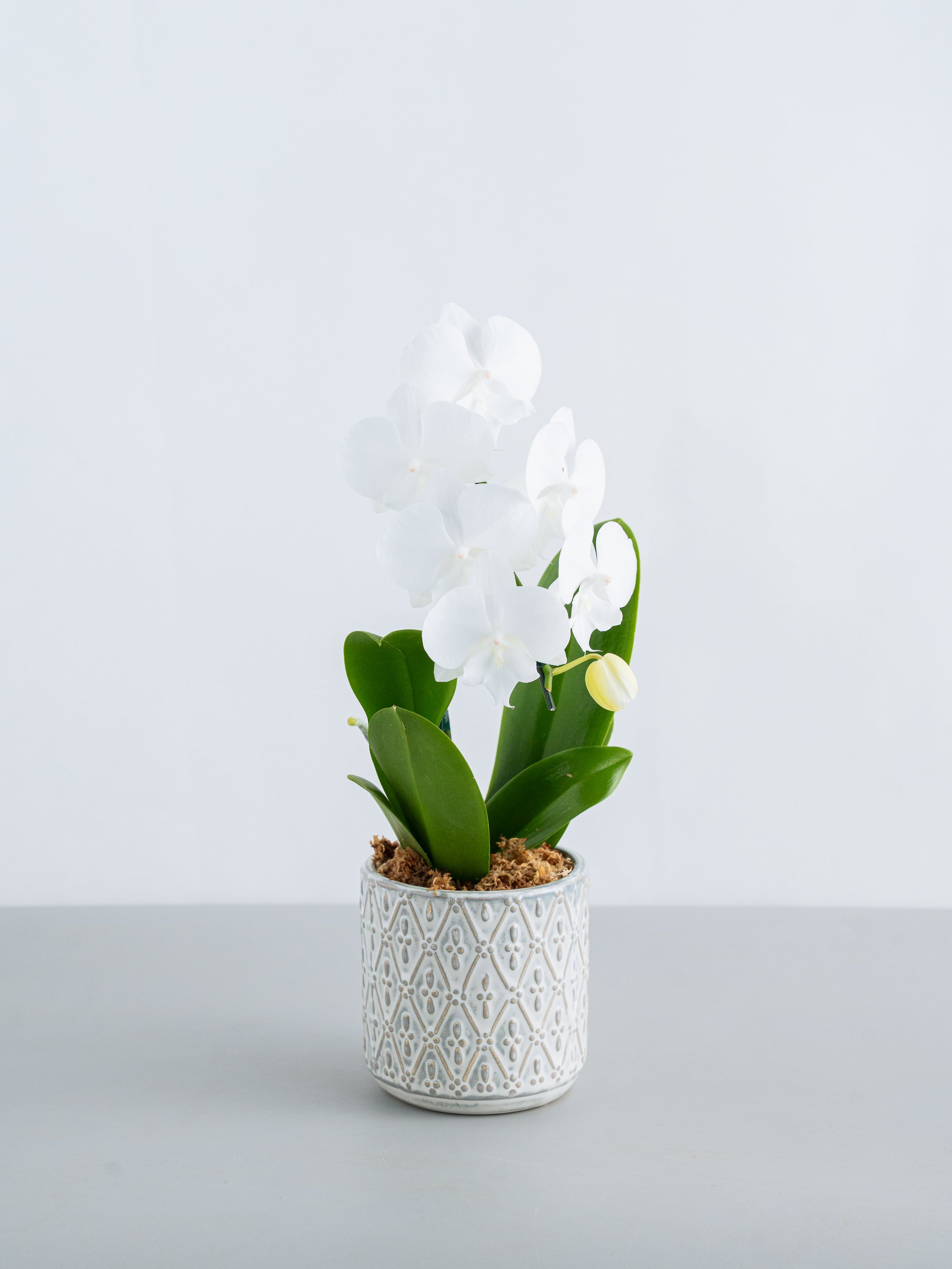 胡蝶蘭ミディ1本立 ホワイト