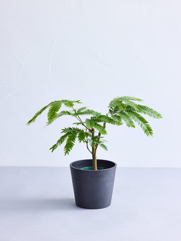 エバーフレッシュ Table-M