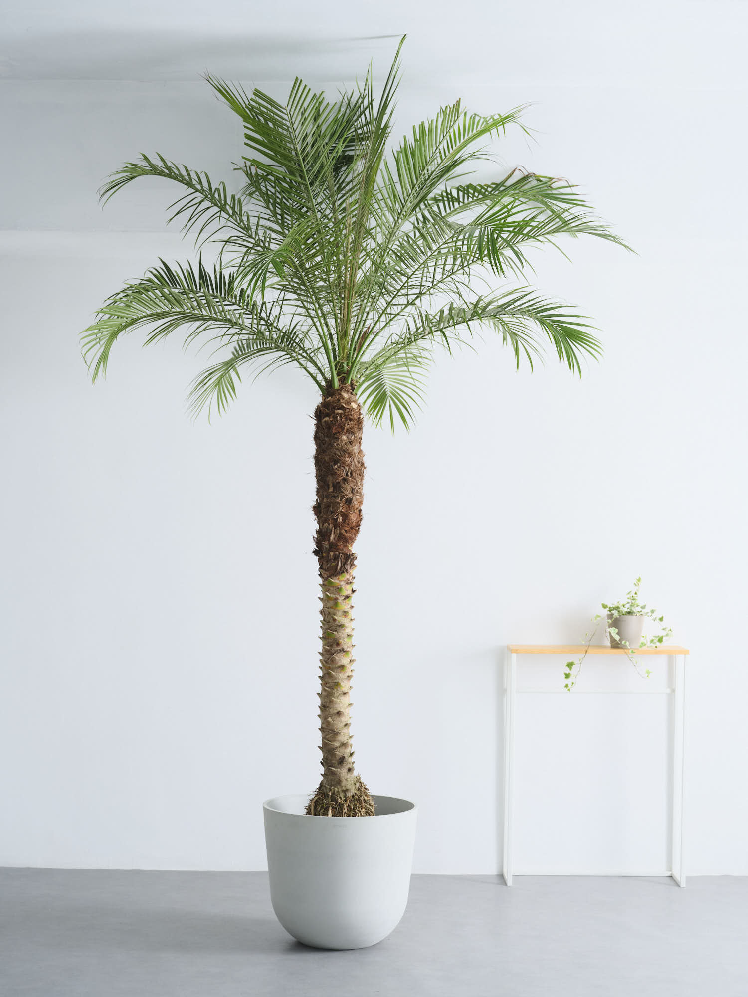 フェニックス・ロベレニー XL 【首都圏限定】