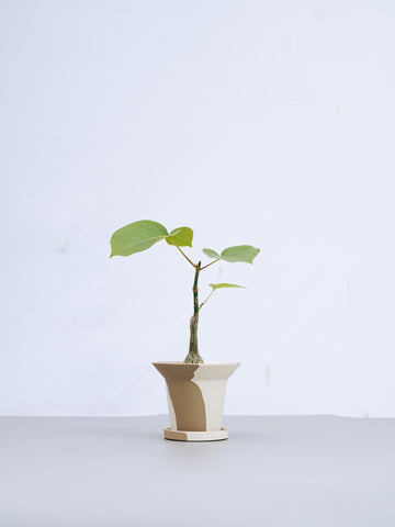 【一点もの】ボンバックス 実生 Table-S