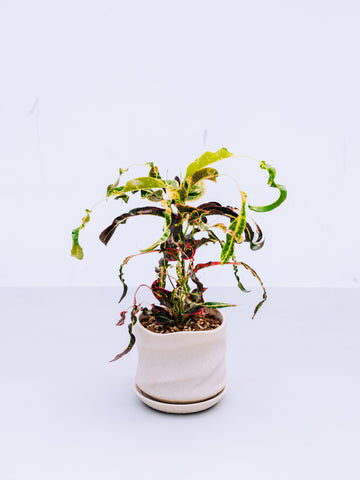 【一点もの】ヒメクロトン 飛び葉 Table-L #1