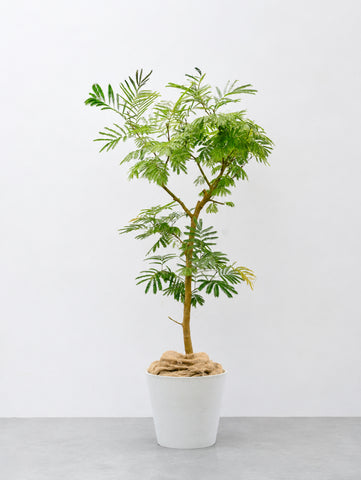 【一点もの】エバーフレッシュ XL 【首都圏限定】