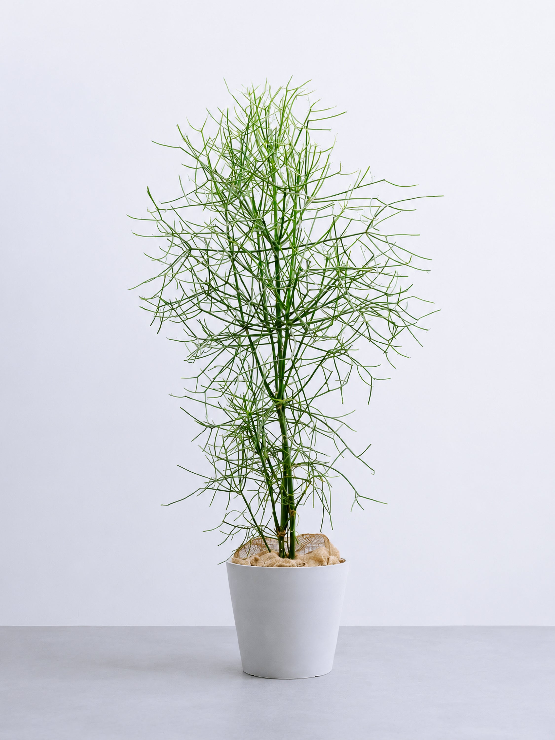 【一点もの】ミルクブッシュ XL 【首都圏限定】