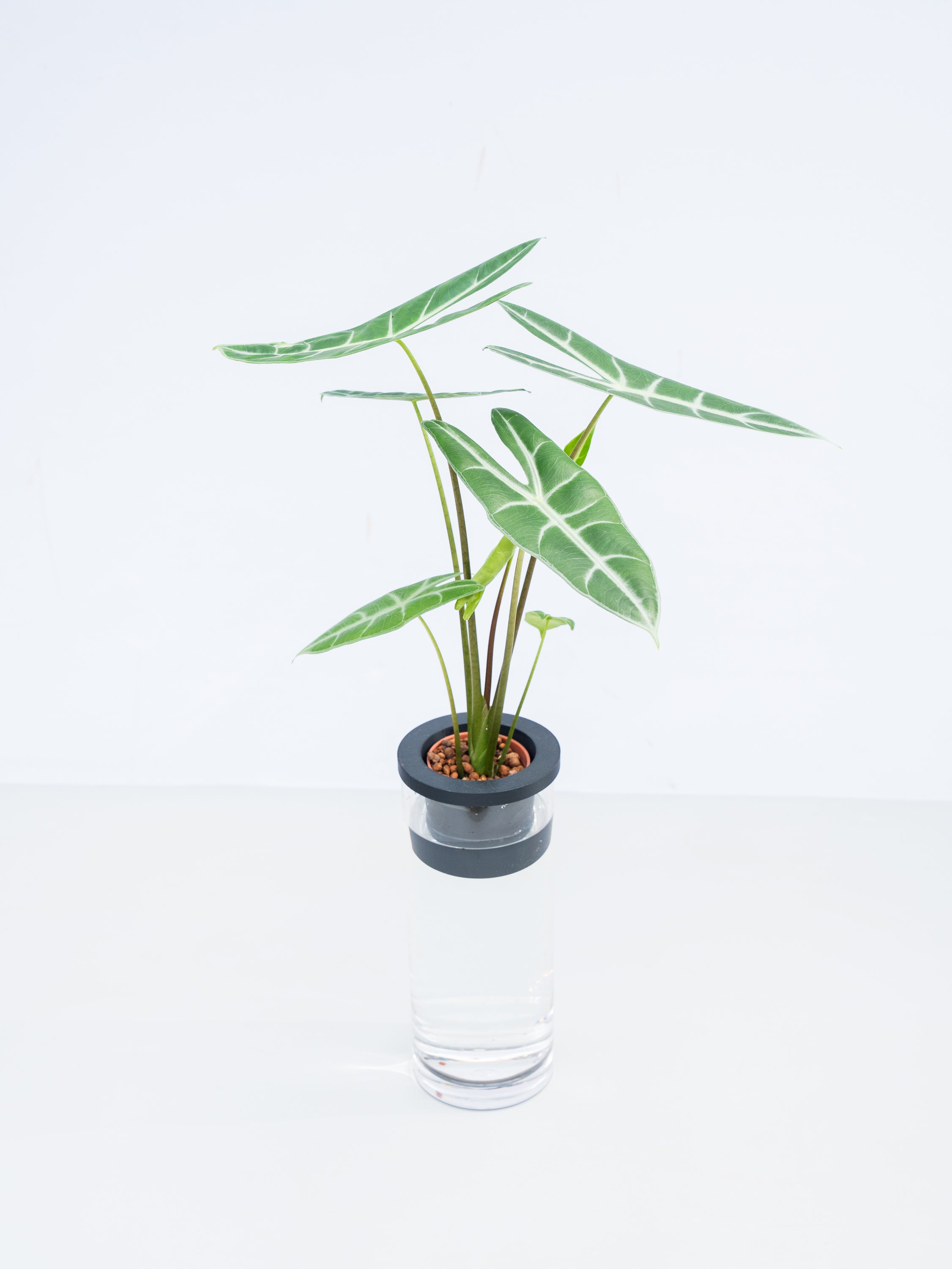 【一点もの】【水耕栽培】アロカシア Table-L