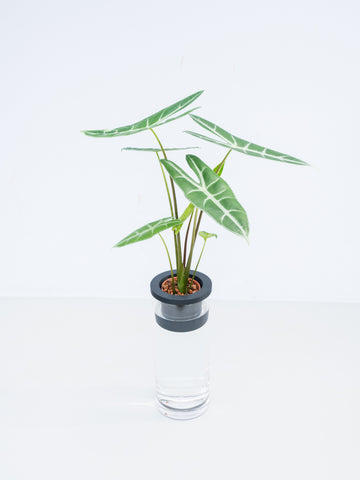 【一点もの】【水耕栽培】アロカシア Table-L