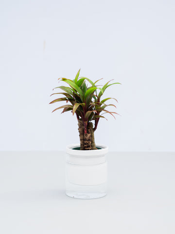 【一点もの】【水耕栽培】コルジリネ Table-S
