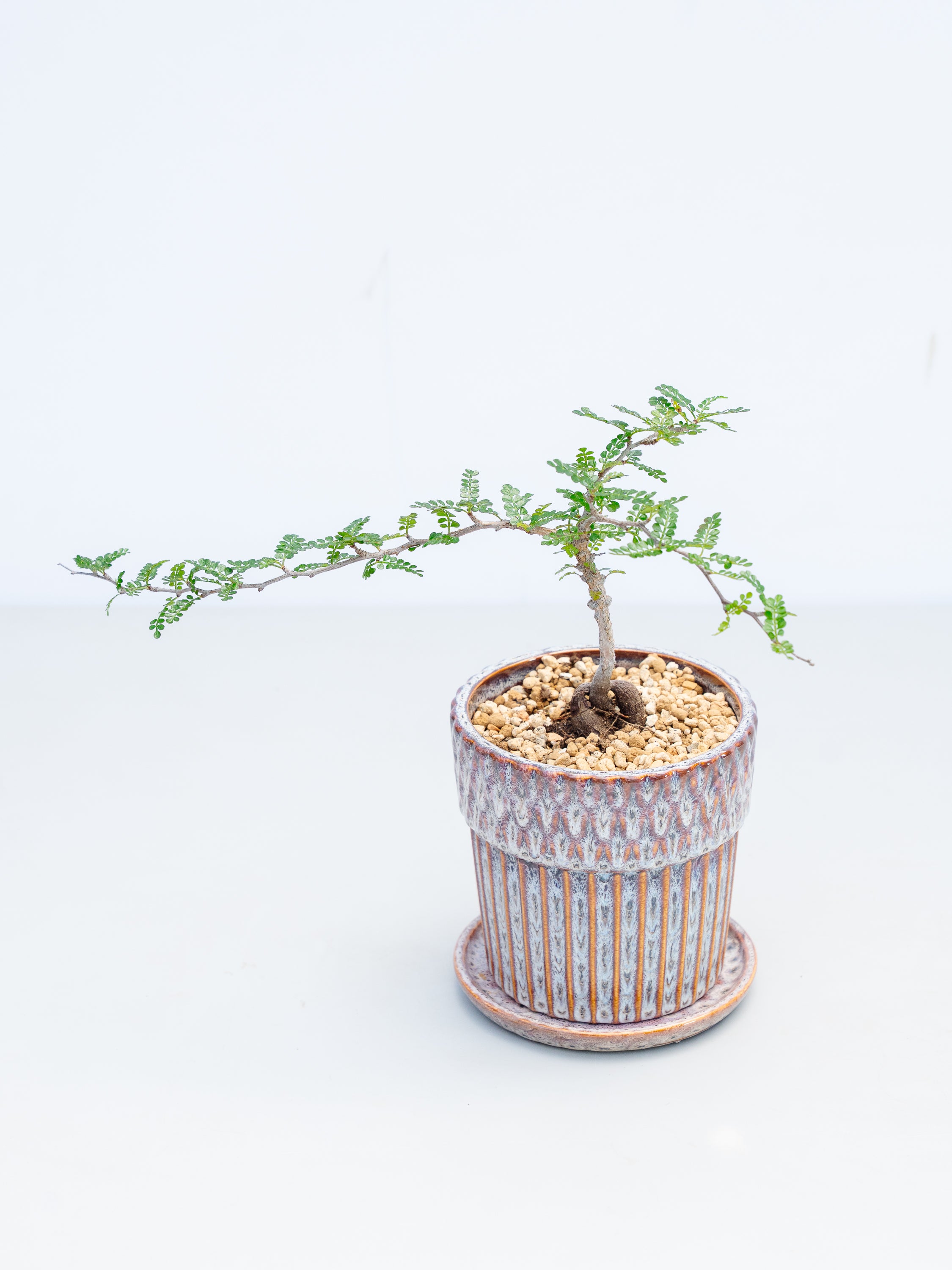 【一点もの】オペルクリカリア・デカリー Table-L