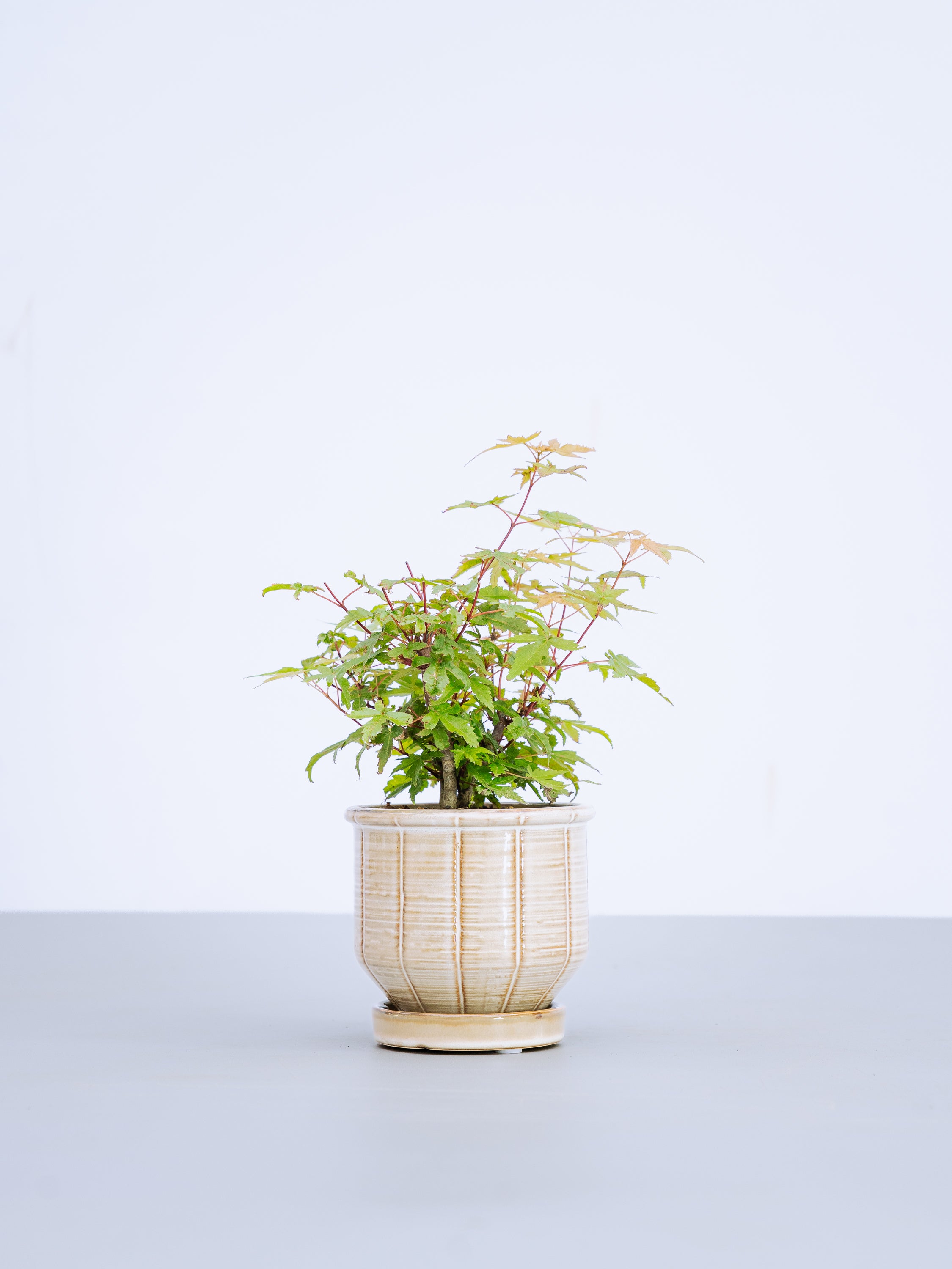 【一点もの】出猩々 Table-S