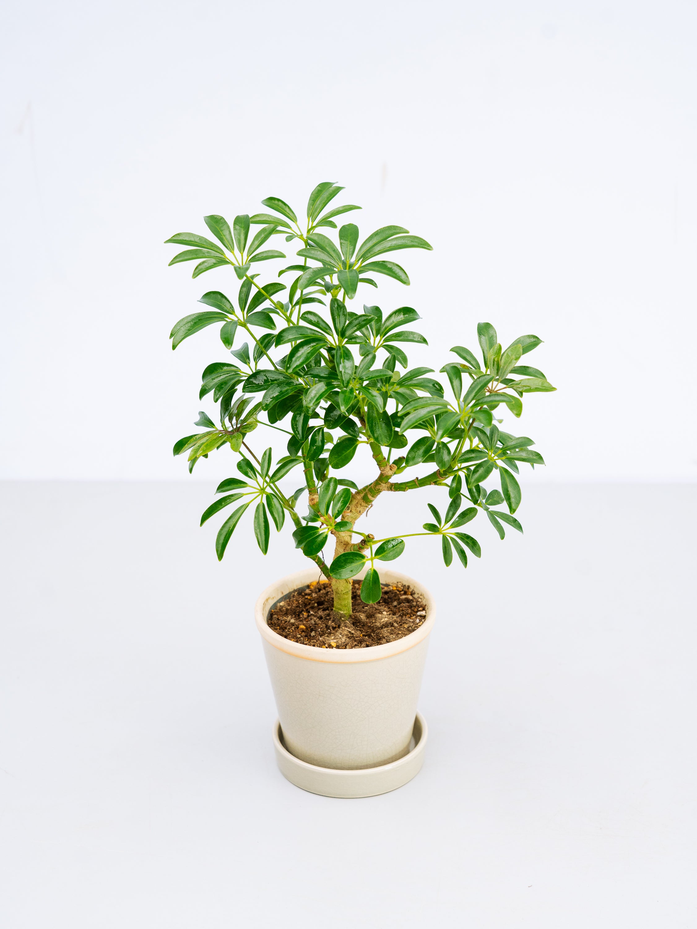 【一点もの】シェフレラ・コンパクタ Table-L