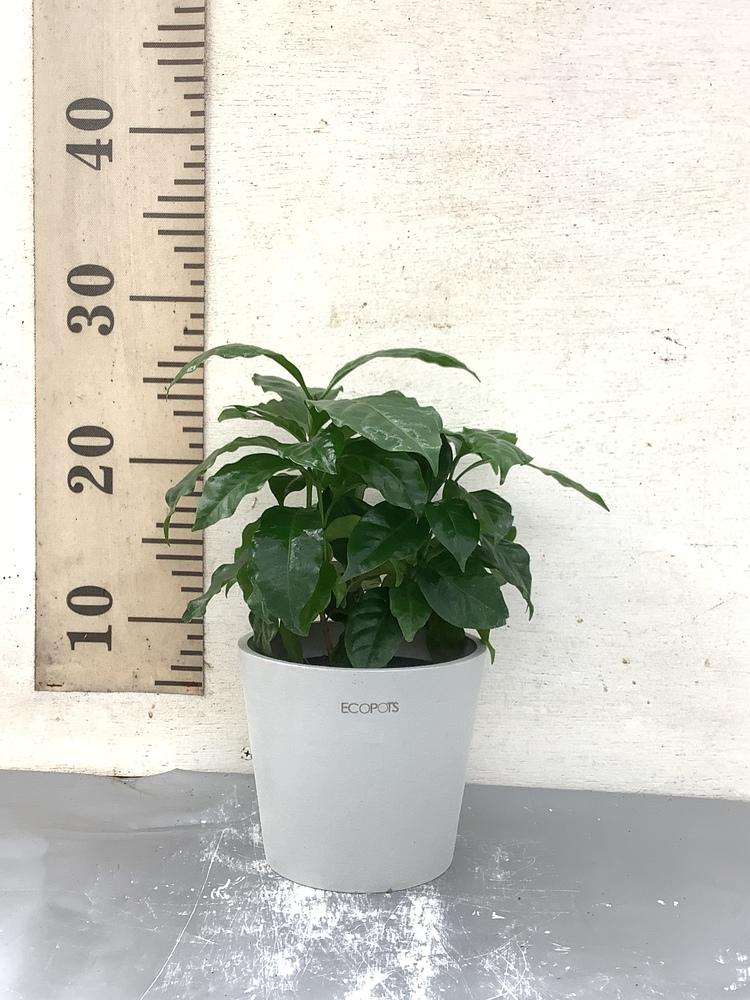 【SOW 体験ギフト】コーヒーギフトセット（コーヒーの木 Table-M）