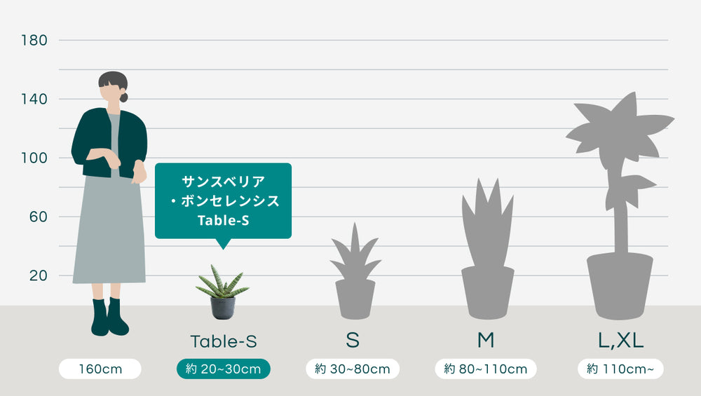 サンスベリア・ボンセレンシス Table-Sのサイズ