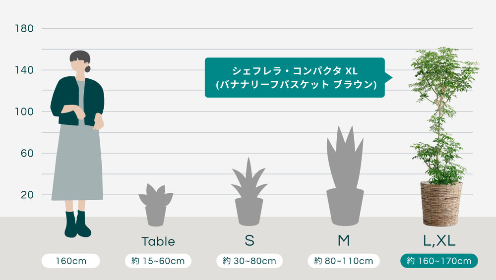 シェフレラ・コンパクタ XL   (バナナリーフバスケット ブラウン)のサイズ