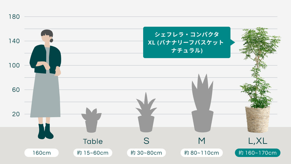 シェフレラ・コンパクタ XL   (バナナリーフバスケット ナチュラル)のサイズ