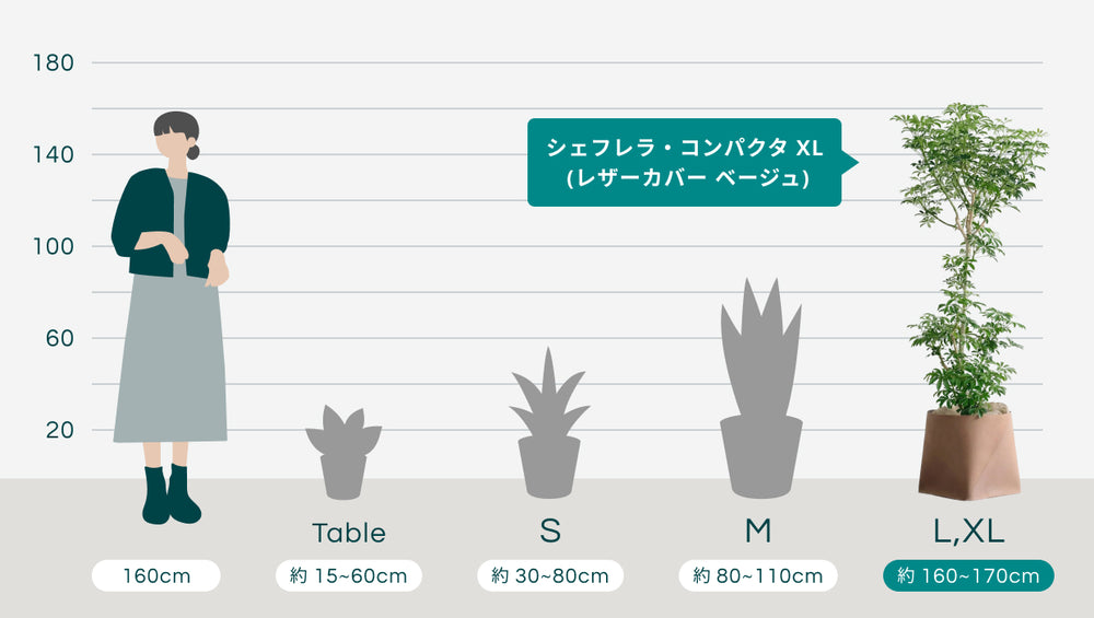シェフレラ・コンパクタ XL   (レザーカバー ベージュ)のサイズ