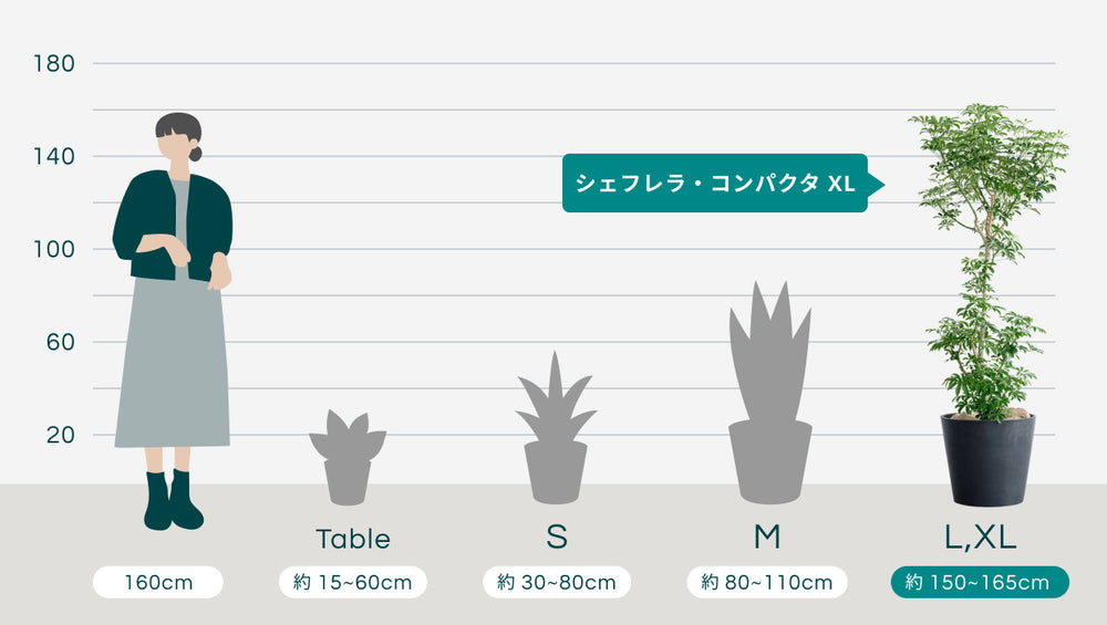 シェフレラ・コンパクタ XLのサイズ