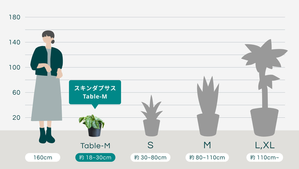 スキンダプサス Table-Mのサイズ