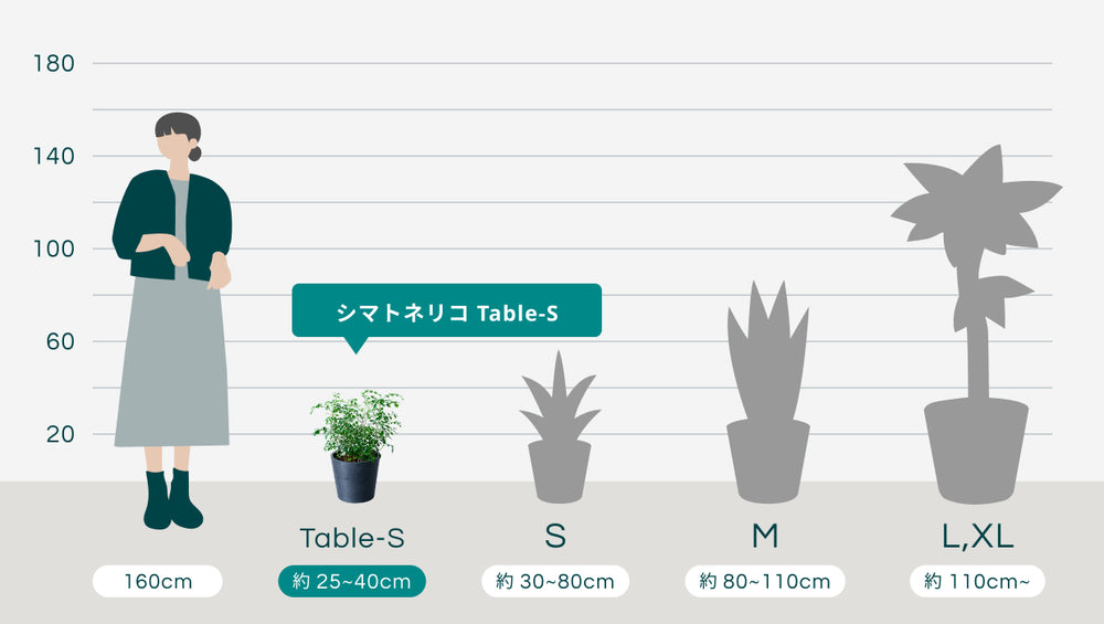 シマトネリコ Table-Sのサイズ