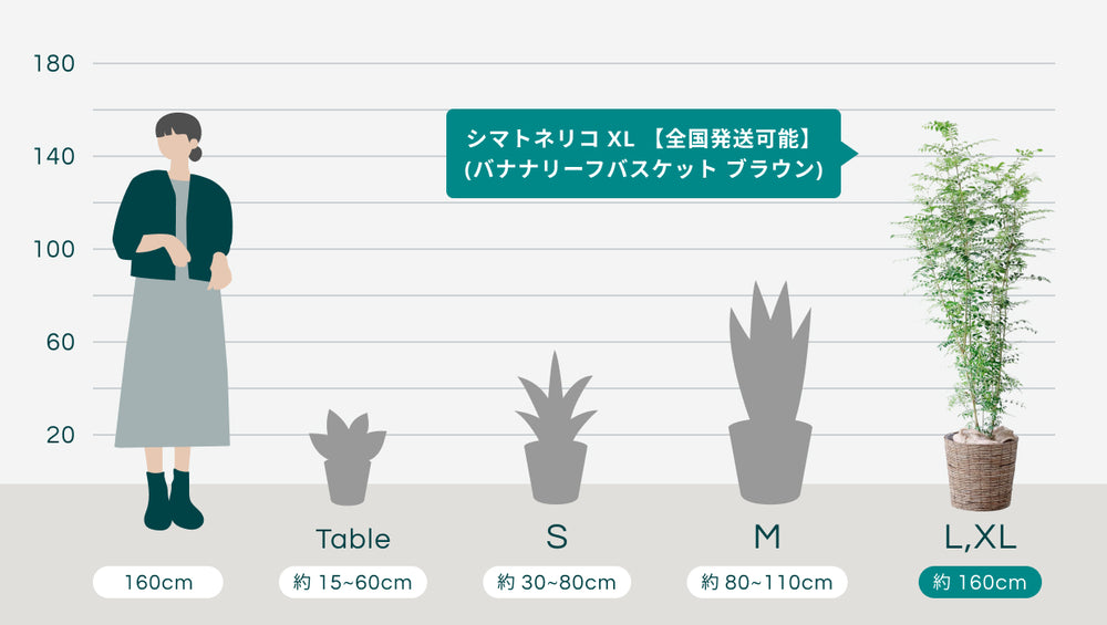 シマトネリコ XL 【全国発送可能】(バナナリーフバスケット ブラウン)のサイズ