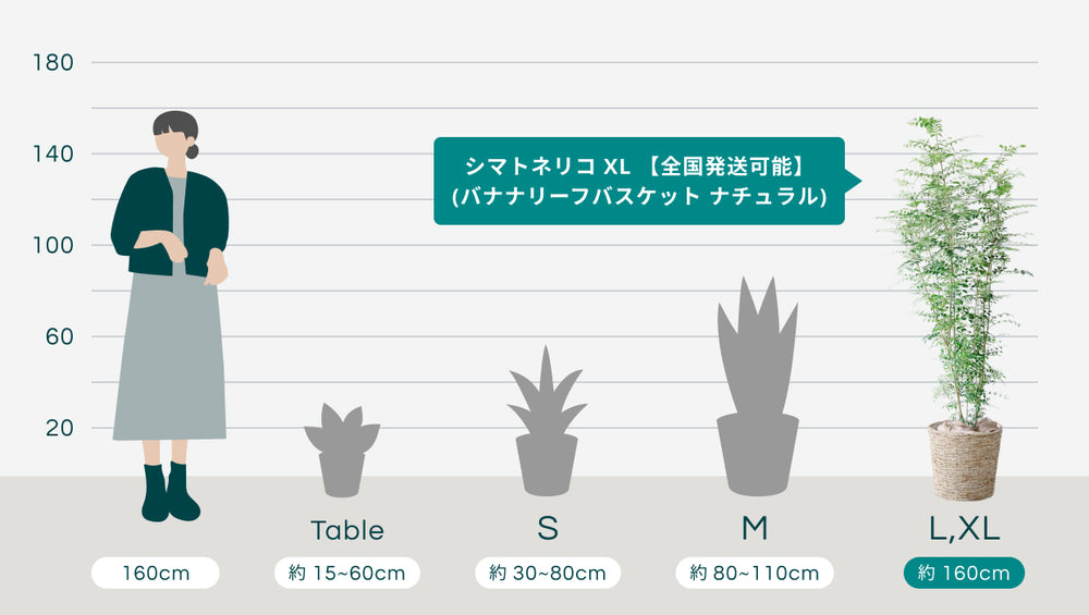 シマトネリコ XL 【全国発送可能】(バナナリーフバスケット ナチュラル)のサイズ