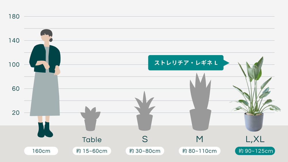 ストレリチア・レギネ Lのサイズ