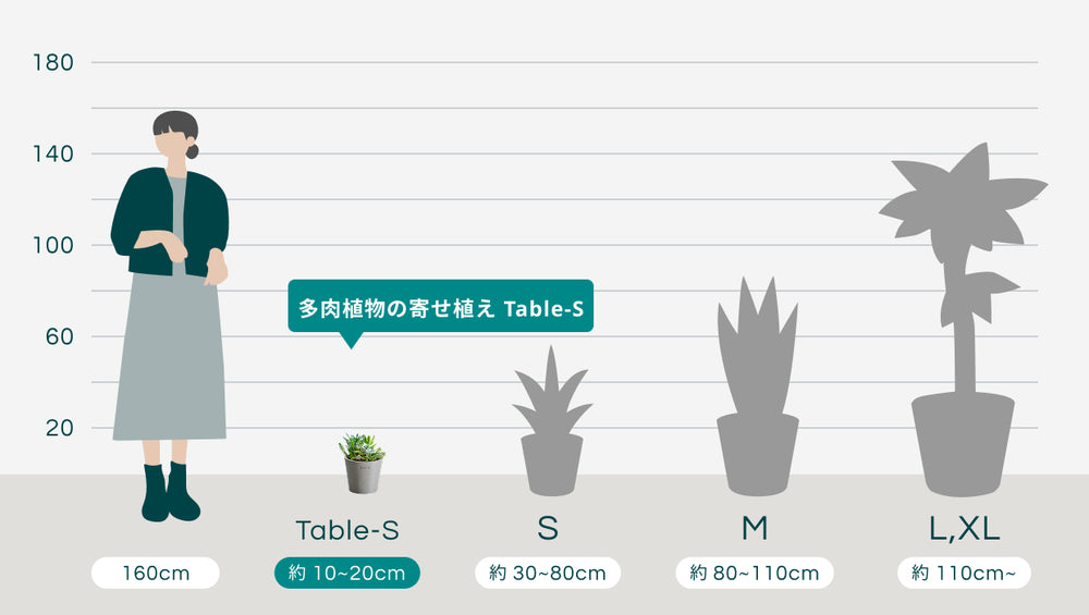 多肉植物の寄せ植え Table-Mのサイズ