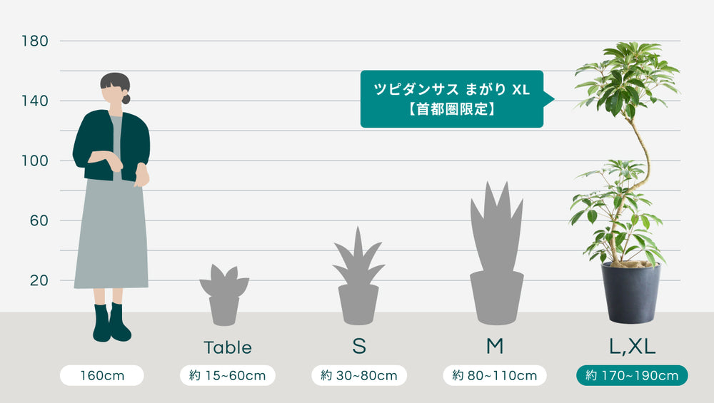 ツピダンサス まがり XL 【首都圏限定】(樹脂ポット ブラックマーブル)のサイズ