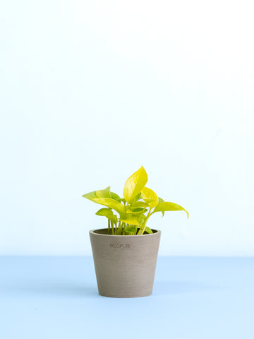 【クリアプランツ】ポトス・ライム Table-S